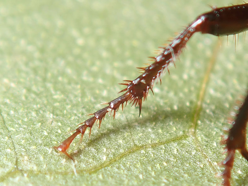 Carabidae: ancora un Harpalus:     Harpalus dimidiatus, femmina